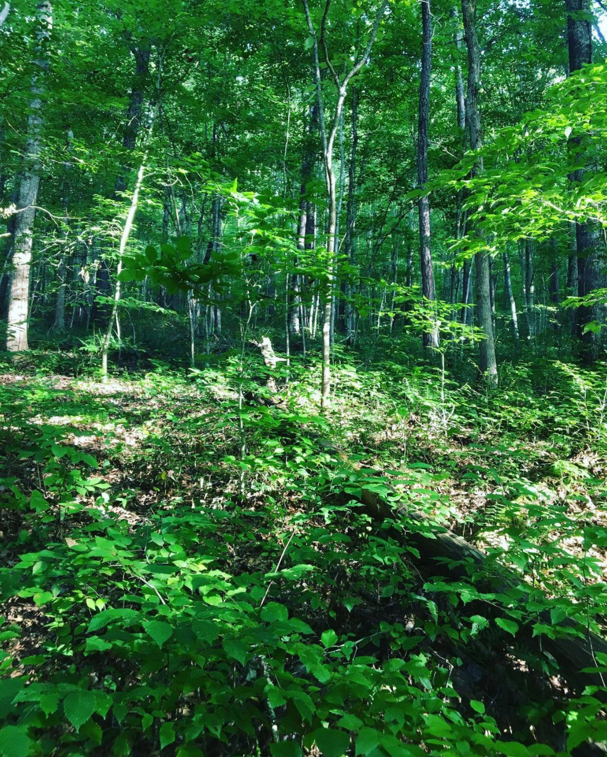 Whitetail Food Plots and Land Management: How to Learn, Adapt, and Overcome!